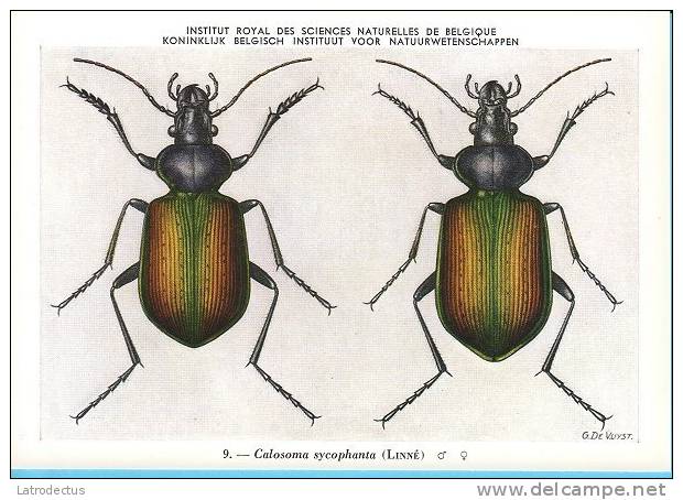 KBIN / IRSNB - Ca 1950 - Insecten Van België - Kevers - 6 - Coleoptera, Beetles, Coléoptères - Insects