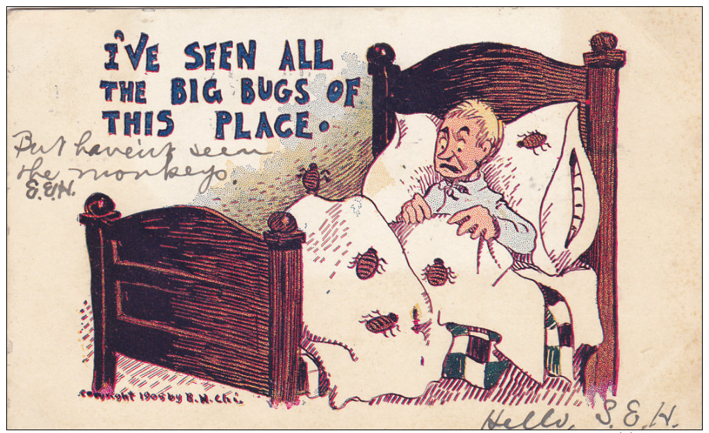 Bed Bugs , PU-1906 - Insetti