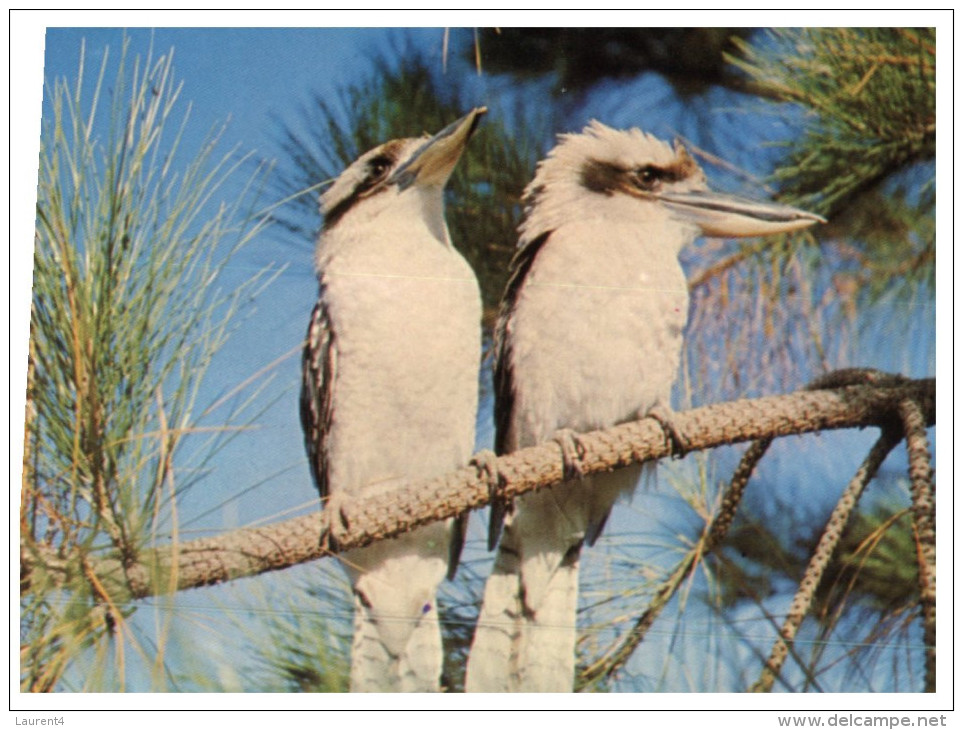 (PH 600) Australia - Kookaburra Birds - Oiseaux