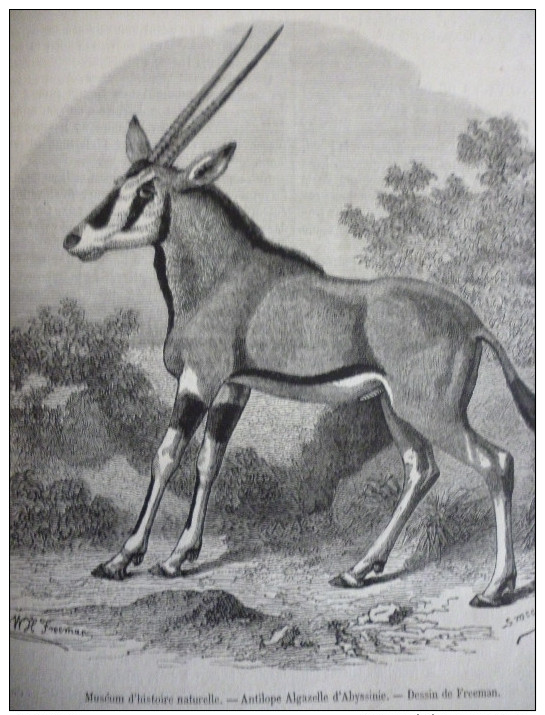 Antilope Algazelle D'Abyssinie , Gravure Smeeton D'aprés Dessin De Freeman 1879 Avec Texte - Documents Historiques