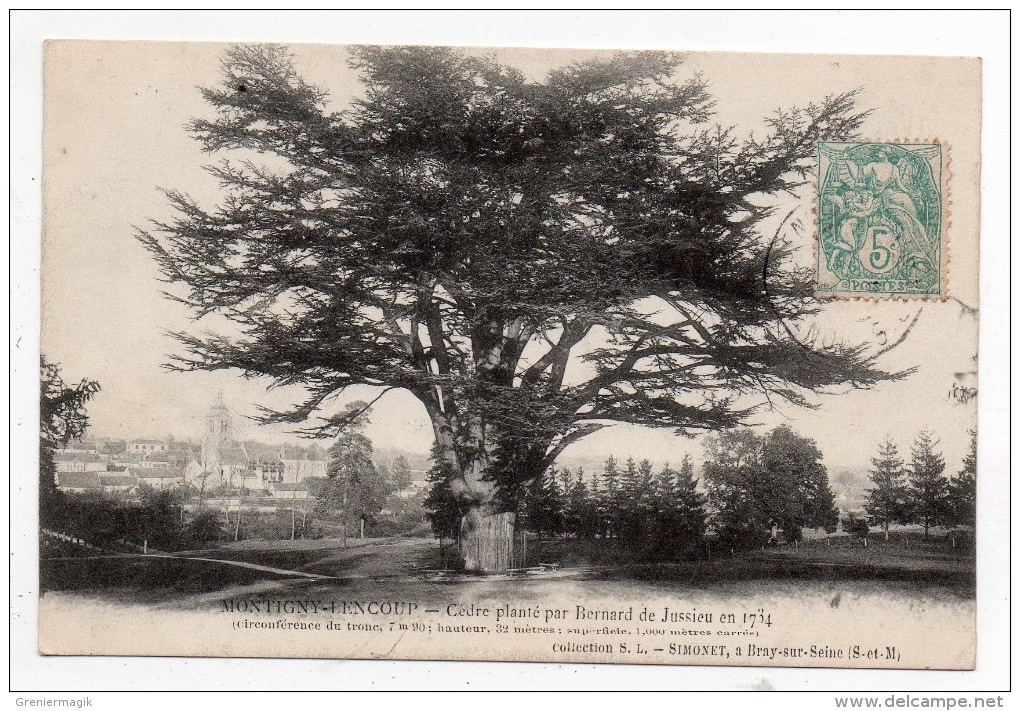 Cpa 77 - Montigny Lencoup - Cèdre Planté Par Bernard De Jussieu En 1734 - Bäume