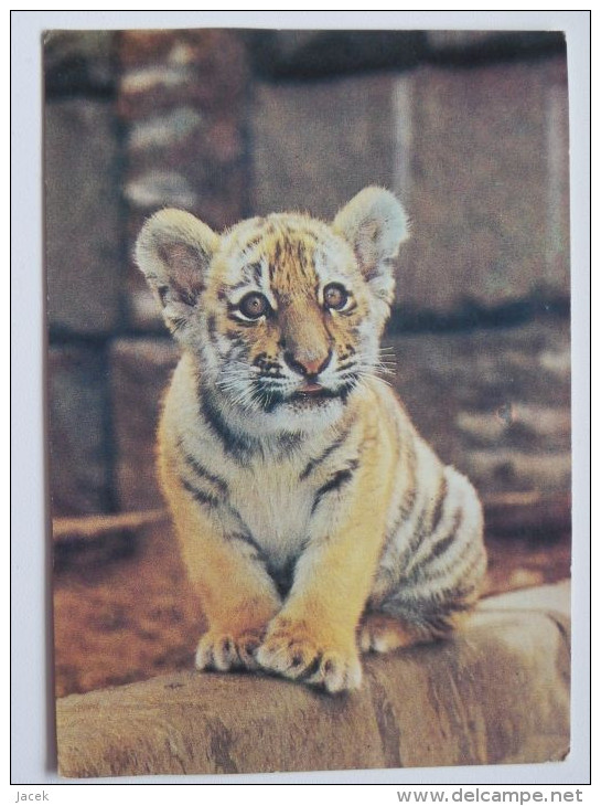 Amur-Tiger Tigre De L'Amour  / Russian   Postcard - Tigers