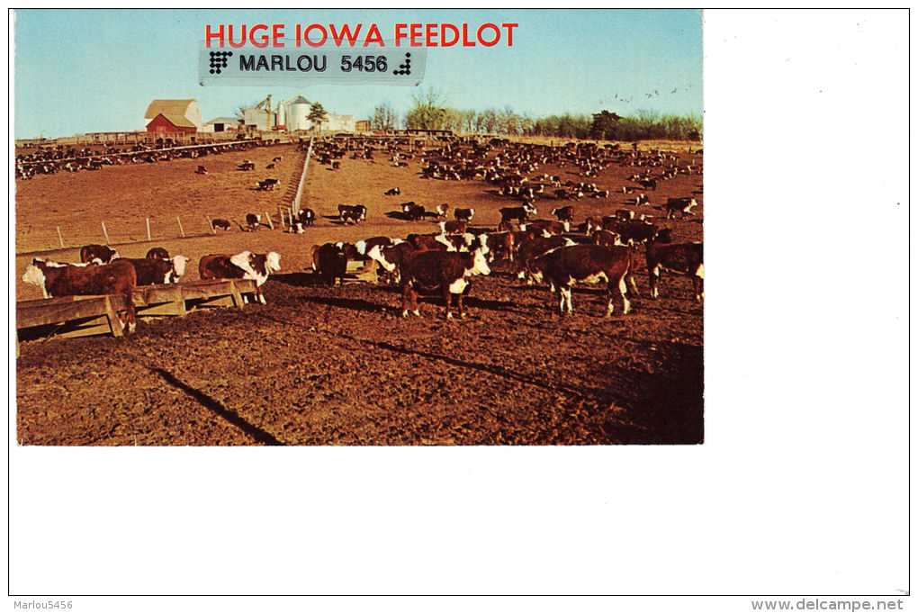 HUGE IOWA FEEDLOT - Iowa City