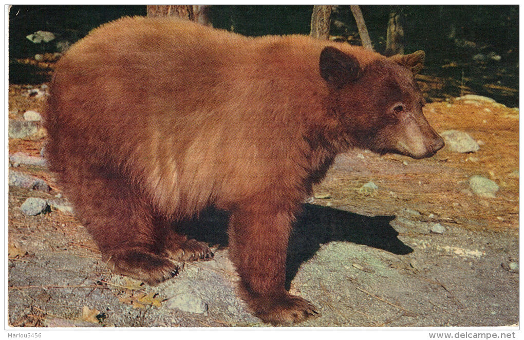 YOSEMITE NATIONAL PARK, CALIFORNIA. AMERICAN BLACK BEAR - Yosemite