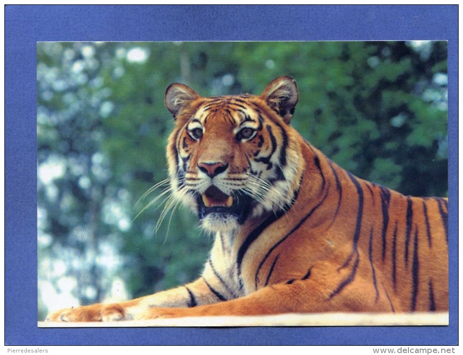 Animaux - Tigre Du Parc De Saint Vrain - Faune - Animal - Tigers