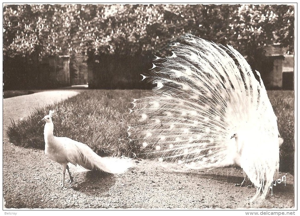 Dépt 36 - VALENÇAY - Château De Valençay - Les Paons Blancs - (CPSM 10,5 X 15 Cm) - Autres & Non Classés