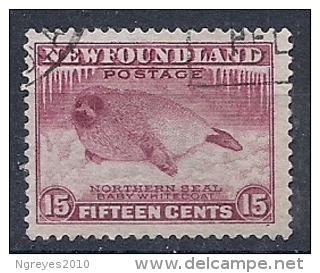 140011981  NEWFOULAND (TERRANOVA)  YVERT    Nº  181B - 1908-1947