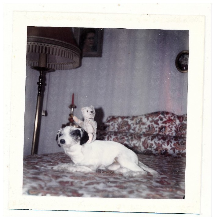 Petit Chien   Photo  9/9 Cm - Other & Unclassified