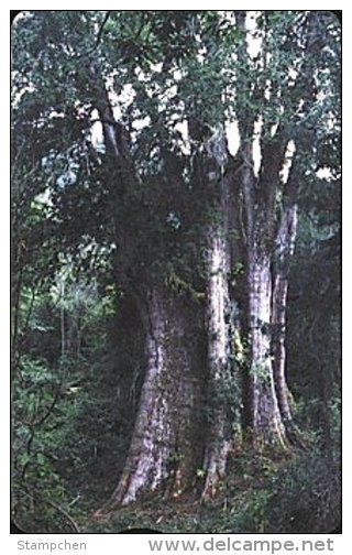 Taiwan Telephone IC Card IC03C020 Sacred Tree Forest Scenery - Taiwan (Formosa)