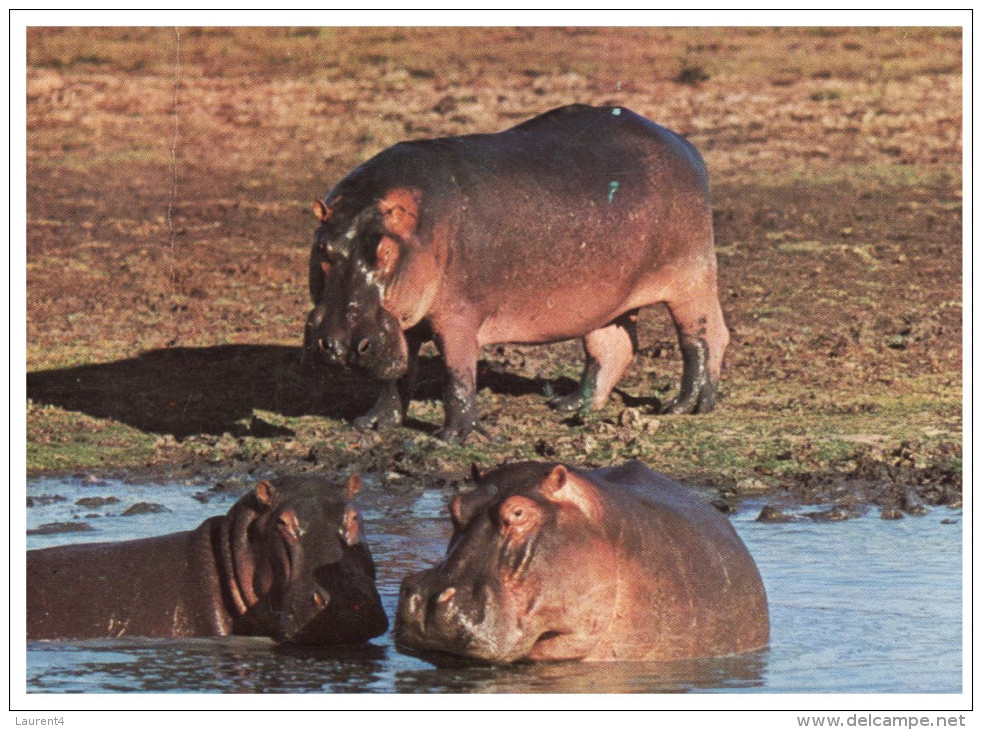 (822) Botswana Hippopotamus - Hippopotames