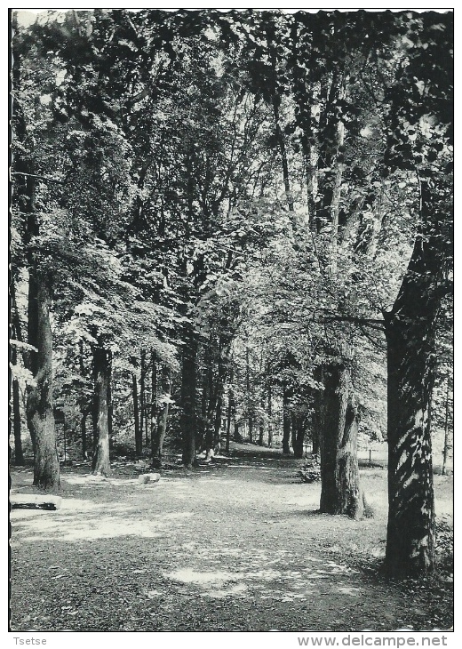 Gerpinnes- Collège Saint Augustin - Un Coin Du Parc - Gerpinnes