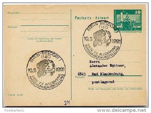 BERNESE MOUNTAIN DOG Berlin-Biesdorf 1981 On East German Postal Card P81A - Hunde