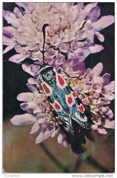 ZYGAENA OCCITANICA - Famille Des Zygaenidae - Insecte Sur Une Fleur - Edité Par Le COMITE NATIONAL DE L'ENFANCE - 1969 - Insectos