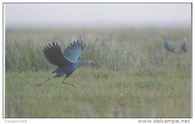 India  Philatelist´s Association Issued...PURPLE MOORHEN...  PPC   # 82025  Inde Indien - Oche