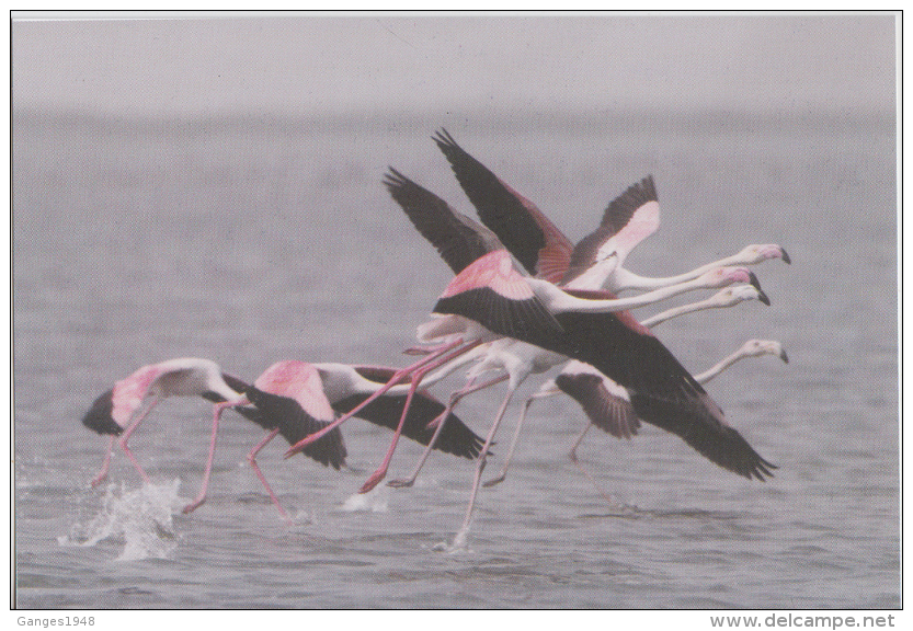 India  Philatelist´s Association Issued...GREATER FLAMINGO...  PPC   # 82022  Inde Indien - Flamants