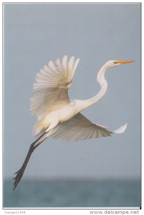 India  Philatelist´s Association Issued...GREY HERON /  LARGE EGRET...  PPC   # 82023  Inde Indien - Cigognes & échassiers