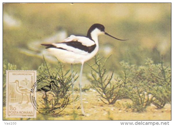 BIRD, PIED AVOCET, CM, MAXICARD, CARTES MAXIMUM, 1991, ROMANIA - Cigognes & échassiers