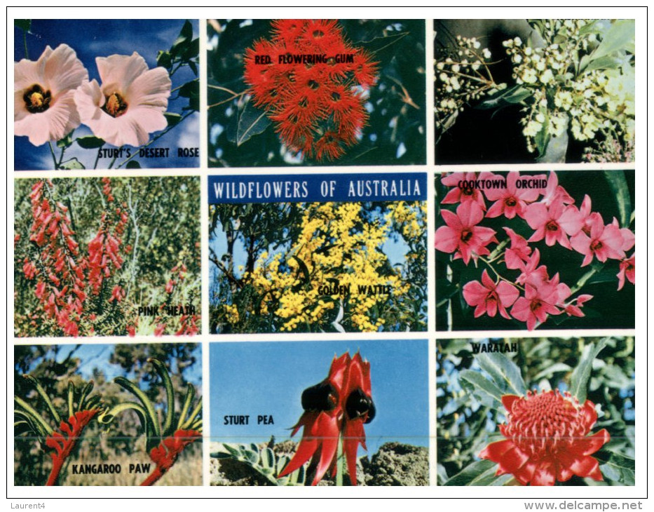 (PH 158) Australia - Flowers Of Australia - Outback