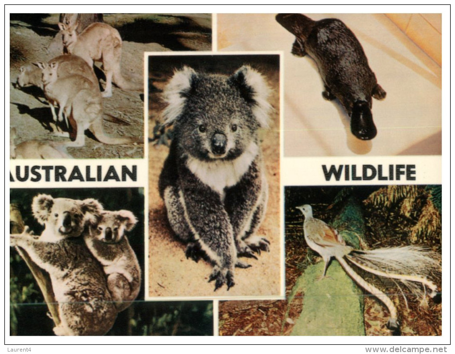 (PH 158) Australia - Wildlife Of Australia - Koala - Kangaroo - Platypusd - Lyre Bird - Outback