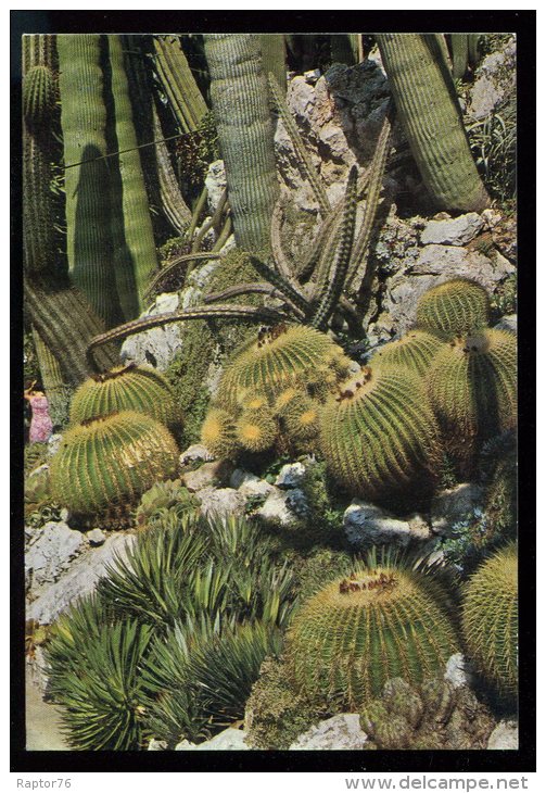 CPM Non écrite MONACO Le Jardin Exotique Echinocactus Grusoni - Exotische Tuin