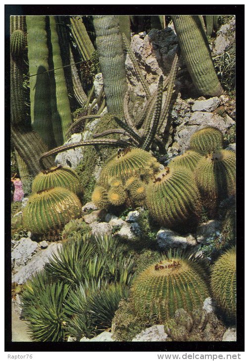 CPM Non écrite MONACO Le Jardin Exotique Echinocactus Grusoni - Jardin Exotique