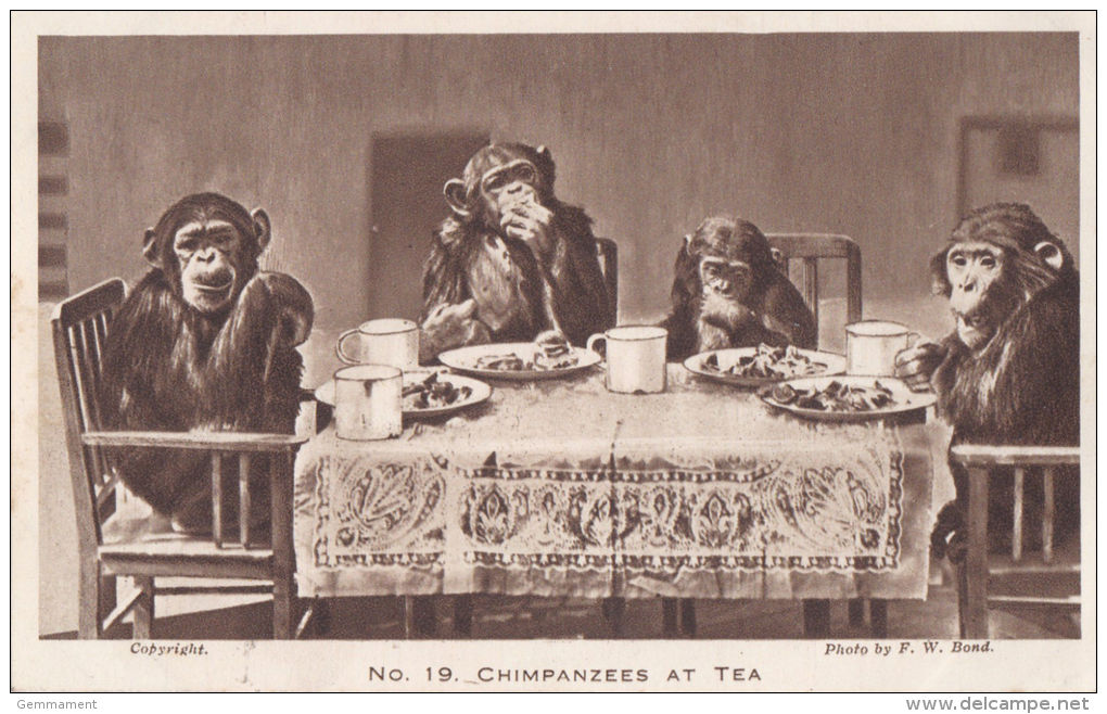 ZOO CARD - CHIMPANZEES AT TEA - Monkeys