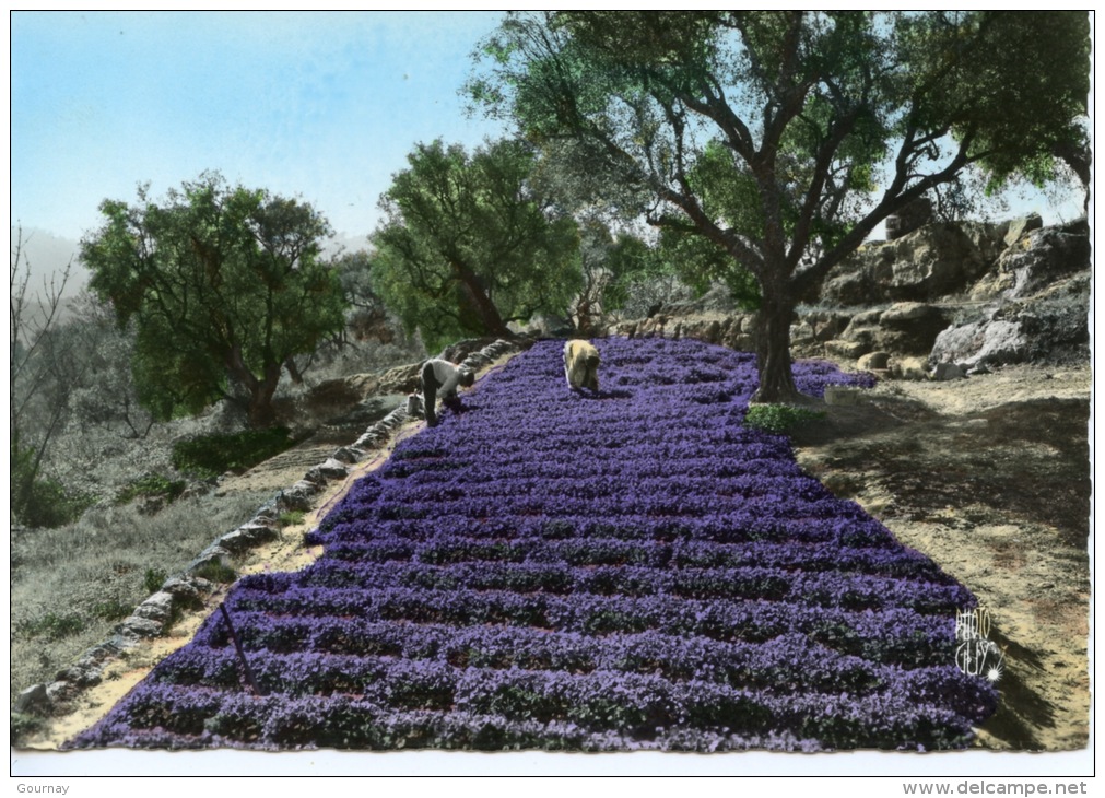 Côte D´Azur : Cueillette Des Violettes N°184 Photoguy Dentelée (métiers) - Autres & Non Classés