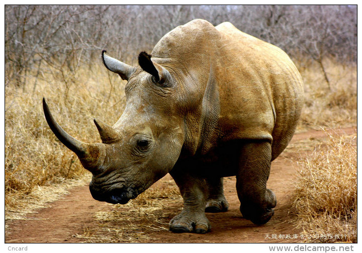 [ T12-021 ] Rhinoceros Rhinocéros Nashörner  , China Pre-stamped Card, Postal Stationery - Rhinoceros