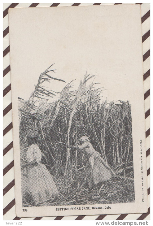 4AF1246 CUBA CUTTING SUGAR CANE HAVANA     2 SCANS - Cuba