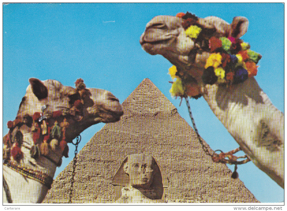 AFRIQUE,AFRICA,égypte,egy Pt,pyramide,pyramid Of GIZA,SPHINX,khafre,chameau, - Other & Unclassified