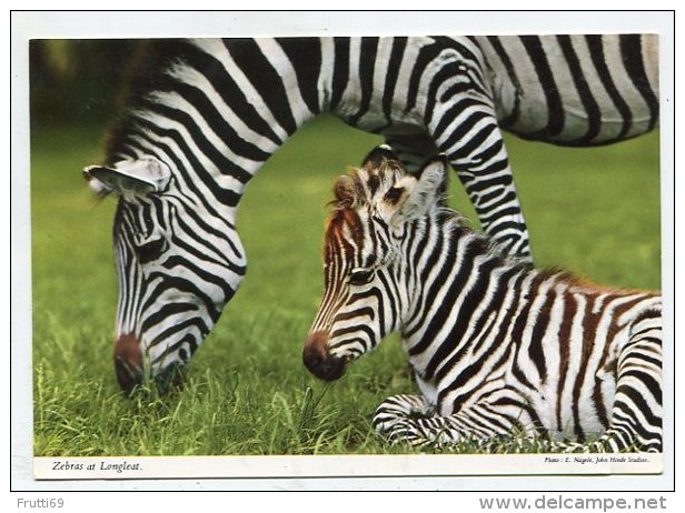 ENGLAND - AK197449 Warminster - Longleat Park - Zebras At Longleat - Altri & Non Classificati