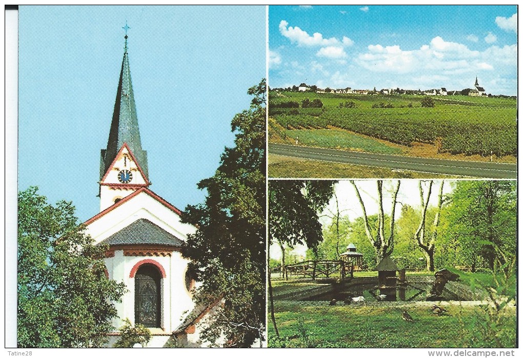 HOCHHEIM AM MAIN EV. KIRCHE SUDANSICHT HUMMELPARK - Hochheim A. Main