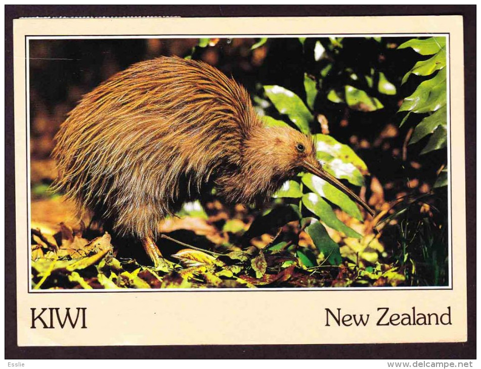 New Zealand On Post Card To South Africa - (1992) - Kiwi, Sugar Dream Flowers, Yellowhead Birds - Covers & Documents