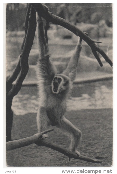 334 UN GIBBON  A MAINS BLANCHES    ZOO  BOIS DE VINCENNES PARIS - Singes