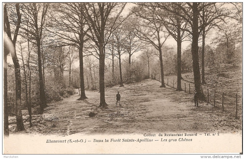 ELANCOURT (78990) :  Dans La Forêt Sainte-Apolline. Les Gros Chênes. Petite Animation. - Elancourt