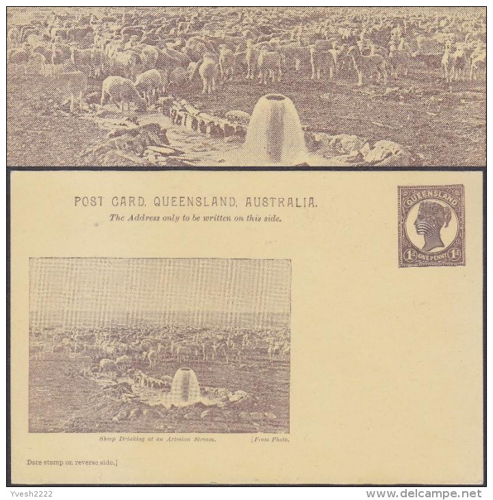 Queensland 1898. Entier Postal. Sheep Drinking At An Artesian Stream, Moutons Buvant à Un Puits Artésien - Agriculture