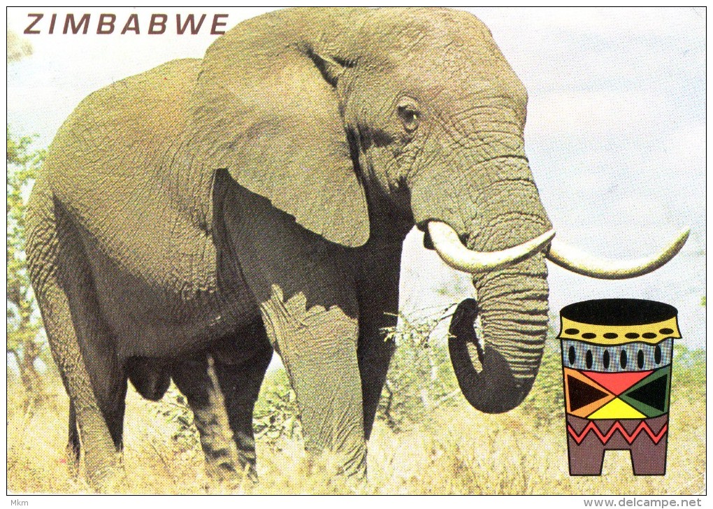 Olifant - Simbabwe