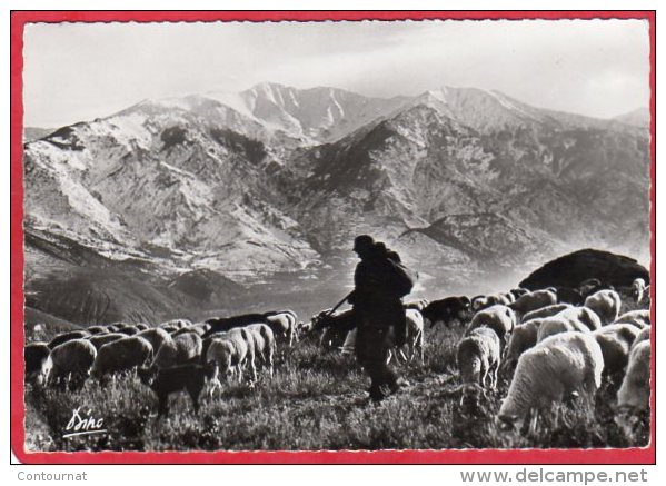 CPSM 66 PRADES Dans La Vallée De VERNET LES BAINS  Pâturages  Troupeau De Moutons   * Format CPM - Prades