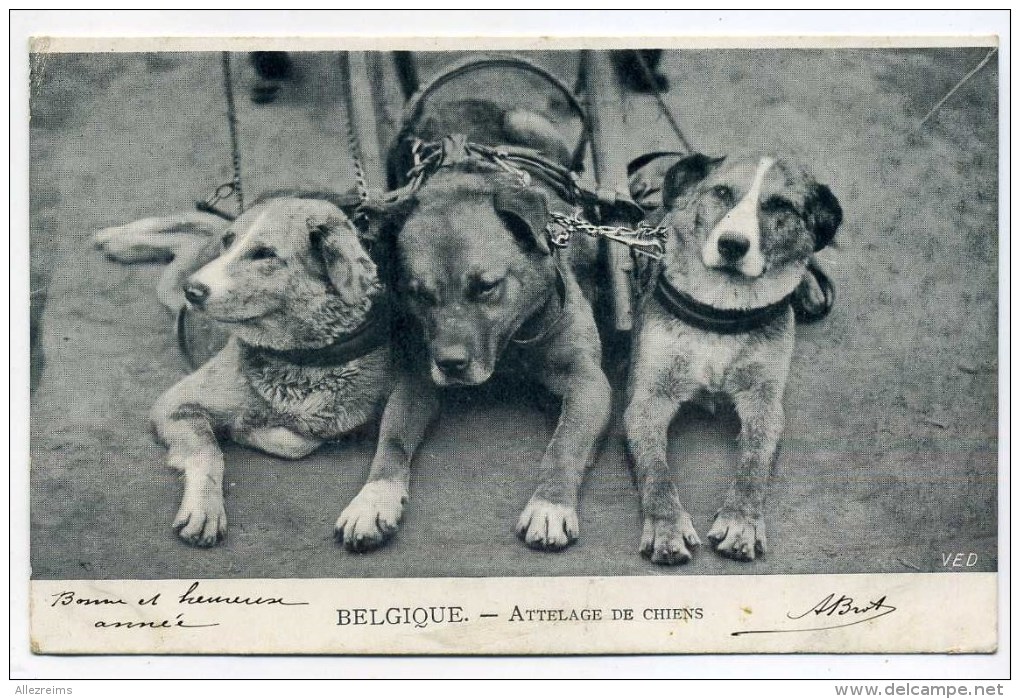 CPA  Belgique  : Attelage De Chiens   1903      VOIR  DESCRIPTIF   §§§ - Altri & Non Classificati