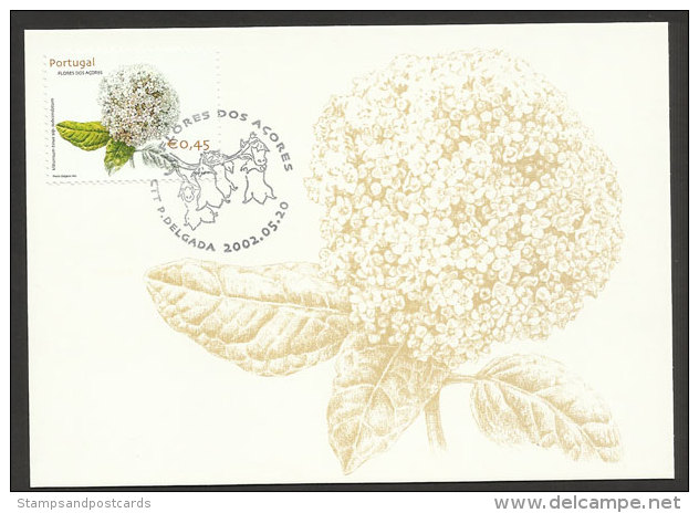 Portugal Açores Fleur Viburnum Tinus Ssp. Subcordatum Carte Maximum 2002 Azores Flower Maxicard - Cartes-maximum (CM)