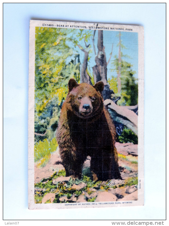 Carte Postale Ancienne : Ours,  Bear At Attention , Yellowstone National Park - Yellowstone