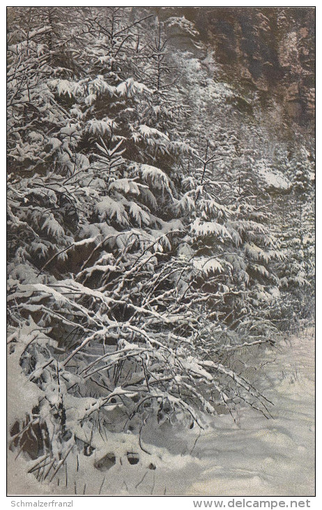 Photochromie AK Fichten Brombeersträucher Sächsische Schweiz Serie 90 Winter Karte 2073 Nenke & Ostermaier Dresden - Rathmannsdorf (Sachsen)