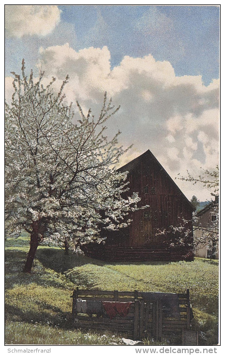 Photochromie AK Kirschblüte Hirschsprung Bei Altenberg Serie 85 Das Erzgebirge Karte 2009 Nenke & Ostermaier Dresden - Lauenstein