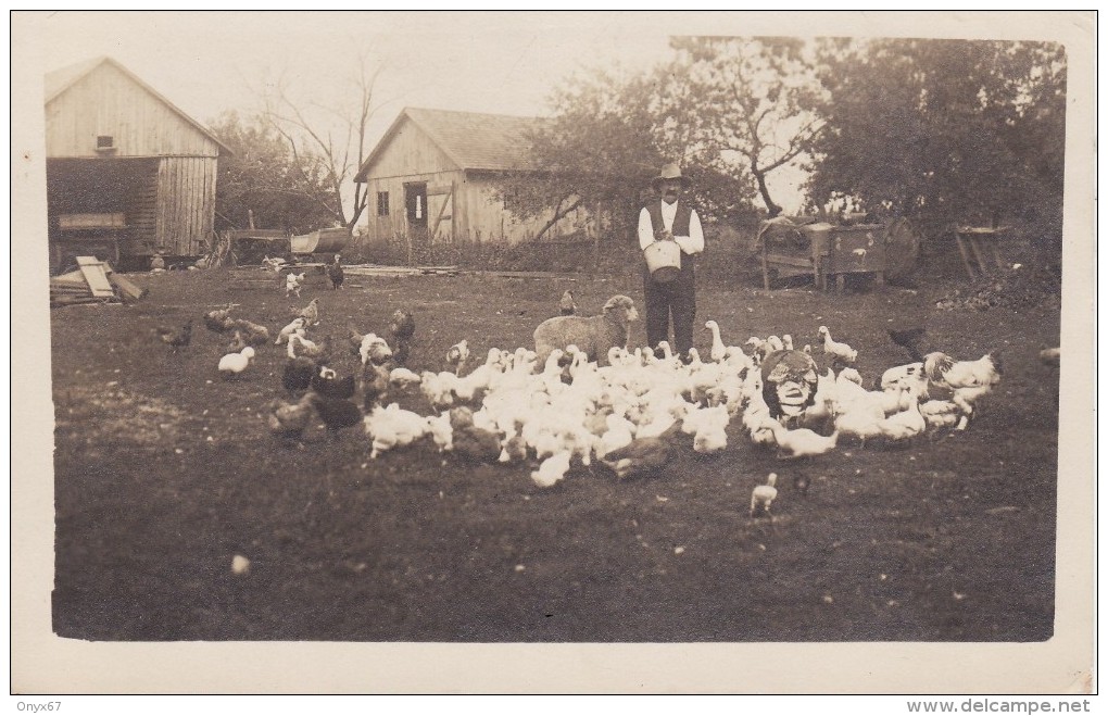 Carte Postale Photo WILMINGTON (Etats-Unis-Ohio)  Cour De FERME-Basse-cour OIE-POULE-CANARD Et Un MOUTON- - Other & Unclassified