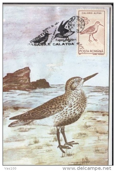BIRDS, DUNLIN, CM, MAXICARD, CARTES MAXIMUM, 1993, ROMANIA - Storks & Long-legged Wading Birds