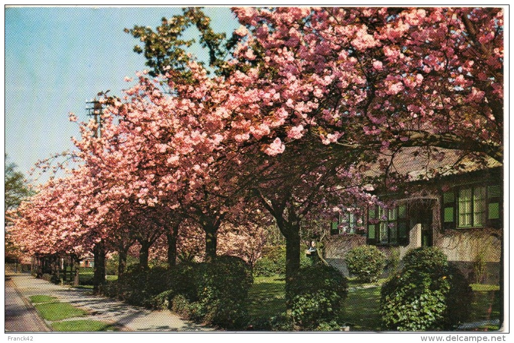 Belgique. Boitsfort. Le Logis. Cerisers En Fleurs - Watermael-Boitsfort - Watermaal-Bosvoorde