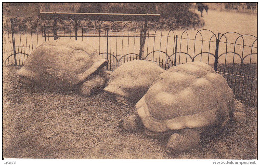 CPA TORTUE ELEPHANTINE ANVERS JARDIN ZOOLOGIQUE ZOO - Tartarughe