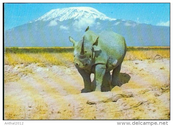 RHINO AGAINST MOUNT KILIMANJARO 30.12.1986 - Rhinozeros