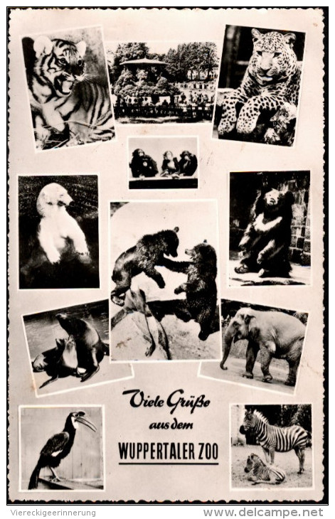 ! Ansichtskarte 1959 Wuppertal Zoo , Tiger, Eisbär, Bären, Elefant, Elephant, Tierpark - Bären