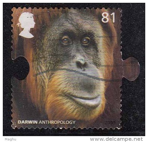 81p Used, Great Britain, Darwin Anthropology, Chimpanzees, Animal, 2009, - Chimpanzees